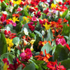 5 MIXED CANNA LILY Generalis Mix Colors Red Yellow Hummingbird Flower Seeds