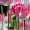 Pink & White Poppy Papaver Somniferum Flower Seeds – photo 4