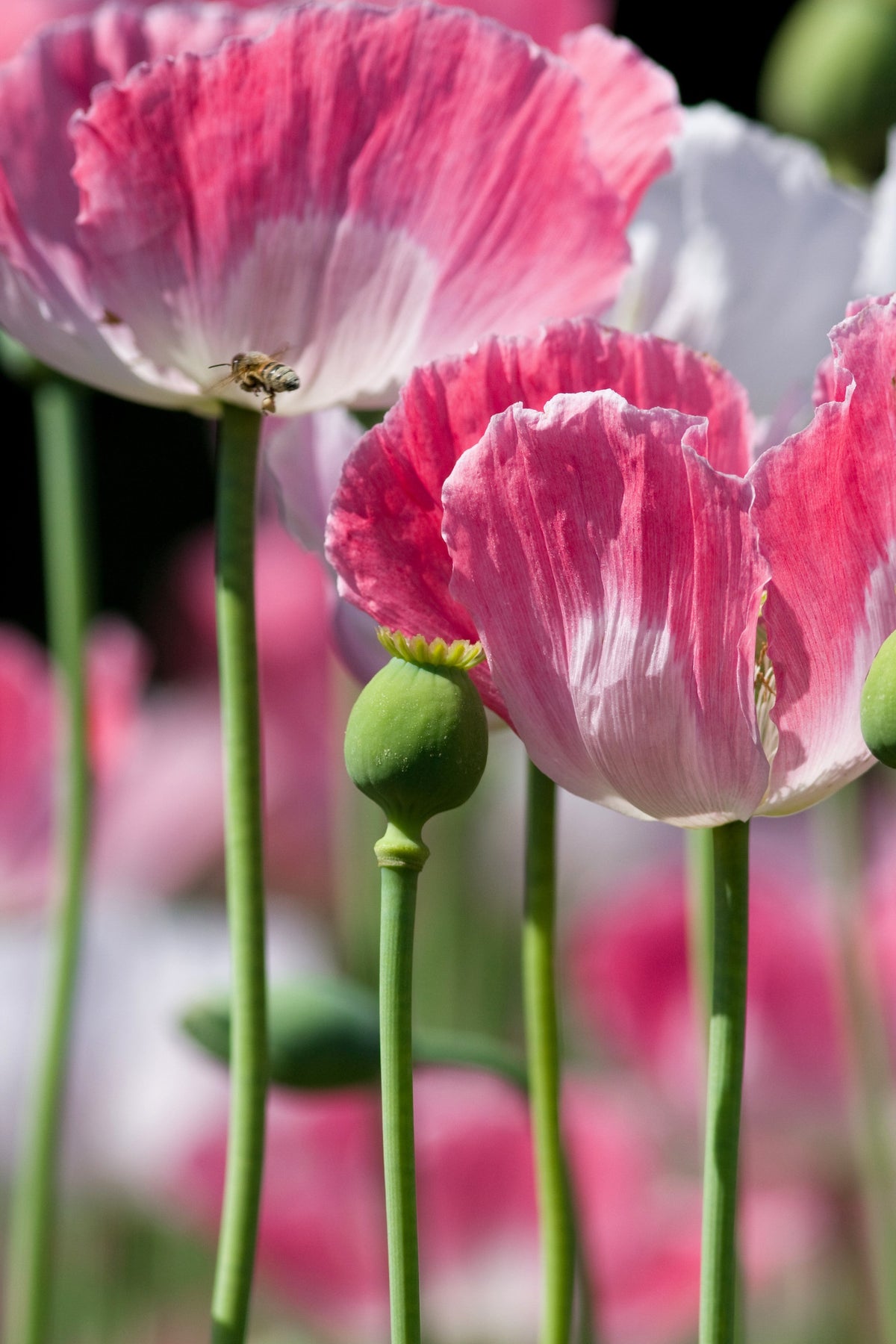 Pink & White Poppy Papaver Somniferum Flower Seeds – photo 4