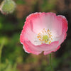 Pink & White Poppy Papaver Somniferum Flower Seeds – photo 3