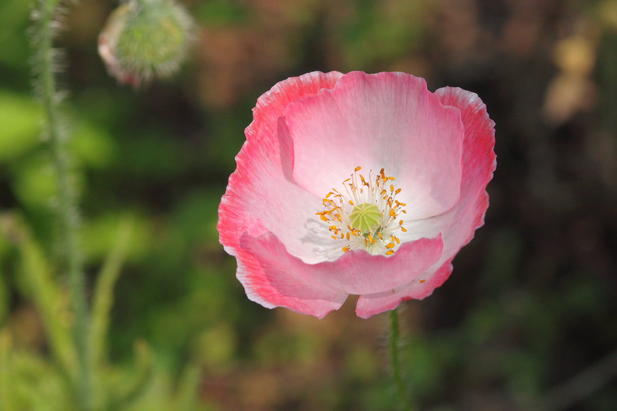 Pink & White Poppy Papaver Somniferum Flower Seeds – photo 3