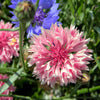 750 Pink BACHELOR'S BUTTON / CORNFLOWER Centaurea Cyanus Flower Seeds
