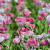 Pink & White Poppy Papaver Somniferum Flower Seeds – photo 5