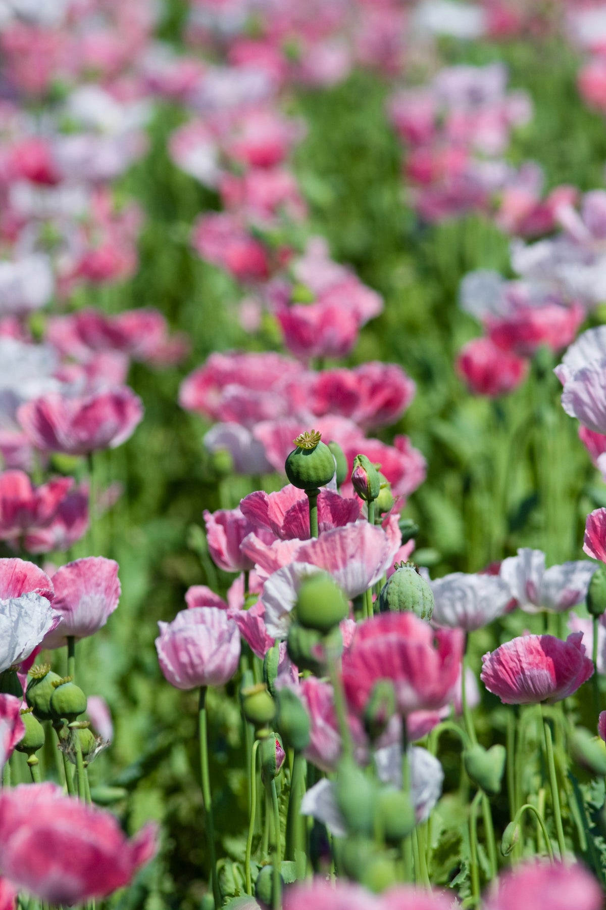 Pink & White Poppy Papaver Somniferum Flower Seeds – photo 5