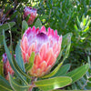5 Giant KING PROTEA Cynaroides Sugarbush Rare 12" Flower Seeds