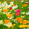 Mixed Colors California Poppy (Ballerina / Mission Bells) Eschscholzia Californica Flower Seeds – photo 4