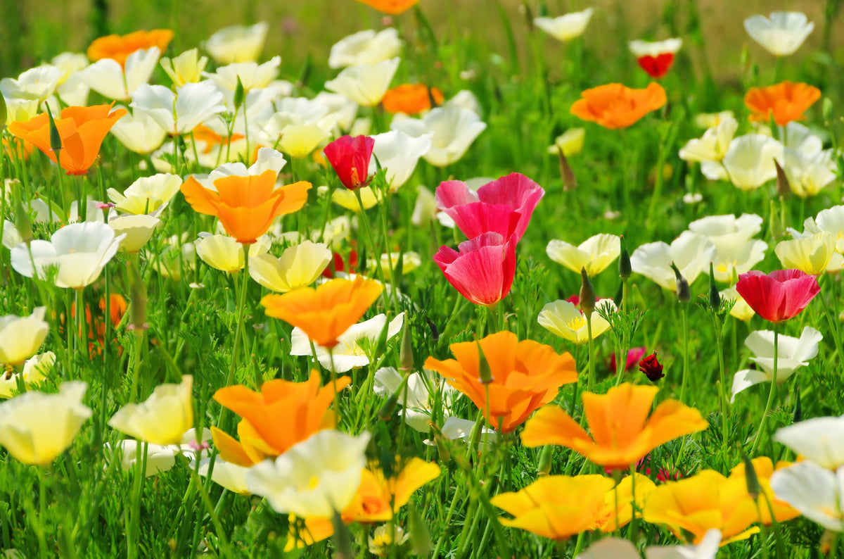 Mixed Colors California Poppy (Ballerina / Mission Bells) Eschscholzia Californica Flower Seeds – photo 4