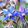 100 Blue Star BORAGE HERB Borago Officinalis Flower Seeds