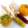 Indian Mini Mix Corn Seeds – Miniature 4" Ears Ornamental Zea Mays Vegetable – photo 9
