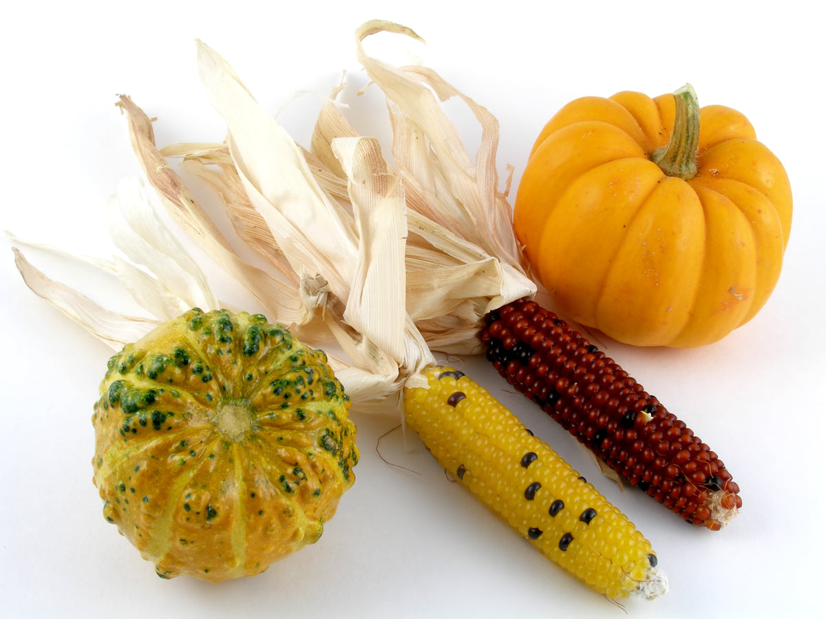 Indian Mini Mix Corn Seeds – Miniature 4" Ears Ornamental Zea Mays Vegetable – photo 9