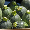 50 ROUND ZUCCHINI Summer SQUASH Cucurbita Pepo Vegetable Seeds