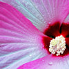 10 Luna PINK SWIRL Hardy HIBISCUS Moscheutos Flower Seeds