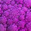 25 PURPLE CAULIFLOWER Violet Queen Brassica Oleracea Botrytis Vegetable Seeds