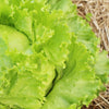 Great Lakes Lettuce Seeds – Batavian Iceberg Lactuca Sativa Vegetable – photo 4