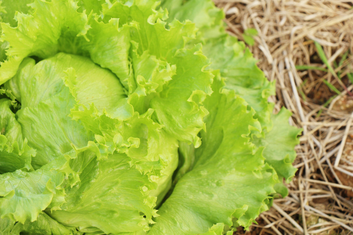 Great Lakes Lettuce Seeds – Batavian Iceberg Lactuca Sativa Vegetable – photo 4