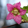 20 SALMONBERRY RUSSIAN RASPBERRY Rubus Spectabilis Fruit Seeds Purple Flowers