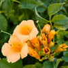 10 YELLOW HUMMINGBIRD TRUMPET Vine Flower Campsis Radicans Flava Climber Seeds