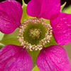 20 SALMONBERRY RUSSIAN RASPBERRY Rubus Spectabilis Fruit Seeds Purple Flowers