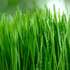 500 Organic CAT GRASS WHEAT Grass Pet Grass Wheatgrass Catgrass Triticum Aestivum Seeds