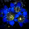 30 Dark Blue NIKITA GENTIAN Gentiana Dahurica Siberian Flower Herb Seeds