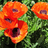 100 PRINCE of ORANGE POPPY Oriental Poppy Papaver Orientale Perennial Flower Seeds
