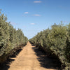5 JOJOBA Simmondsia Chinensis Fruit Nut Oil Evergreen Shrub Seeds