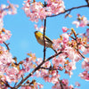 10 Japanese MOUNTAIN CHERRY Hill Cherry Prunus Serrulata Spontanea Pink & White Flowers Red Fruit Tree Seeds