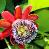 5 GIANT GRANADILLA Red Passion Flower Passiflora Quadrangularis Yellow Fruit Vine Seeds