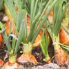 500 Sweet YELLOW SPANISH ONION Allium Cepa Vegetable Seeds