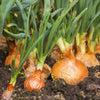 500 Sweet YELLOW SPANISH ONION Allium Cepa Vegetable Seeds
