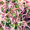 100 CHINA ROSE RADISH (Chinese Winter Radish) Raphanus Sativus Vegetable Seeds