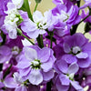 50 BLUE STOCK Matthiola Incana Ten-Week Gillyflower Seeds
