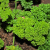 1500 TRIPLE CURLED PARSLEY Petroselinum Hortensis Herb Vegetable Seeds