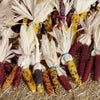 Indian Mini Mix Corn Seeds – Miniature 4" Ears Ornamental Zea Mays Vegetable – photo 3