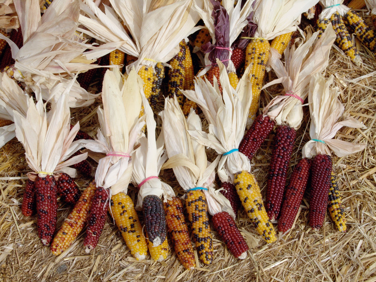 Indian Mini Mix Corn Seeds – Miniature 4" Ears Ornamental Zea Mays Vegetable – photo 3