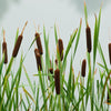 50 CATTAILS Cat Tails Typha Latifolia Water Pond Grass Flower Seeds