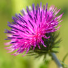 200 Great BURDOCK Arctium Lappa (Edible Burdock / Cockle-Button / Beggar's Buttons) HERB Flower Seeds