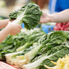 300 LUCULLUS SWISS CHARD Beta Vulgaris White Perpetual Spinach Vegetable Seeds
