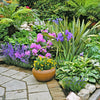 20 Blue & Purple OREGON IRIS ( Tough-Leaf Iris ) Iris Tenax Flower Seeds