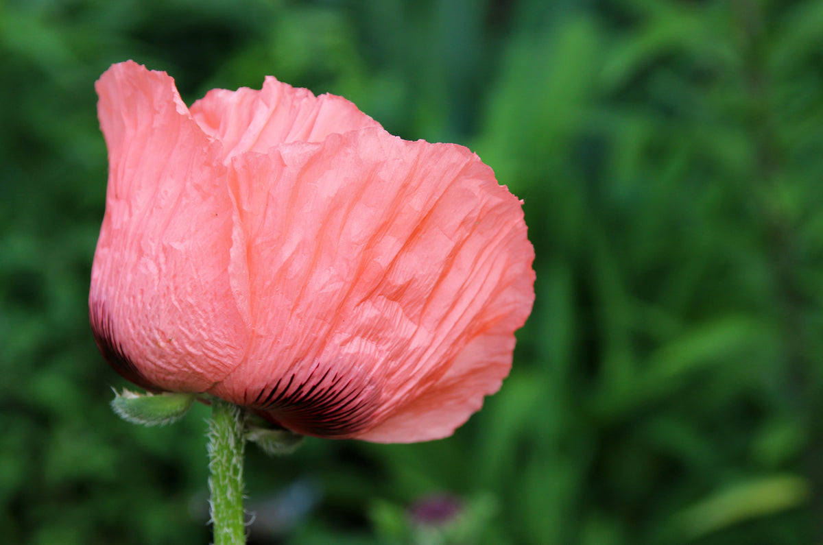 Princess Victoria Louise Oriental Poppy Seeds – Papaver Orientale Flower – photo 7