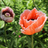 Mixed Colors Oriental Poppy Papaver Orientale Flower Seeds – photo 13