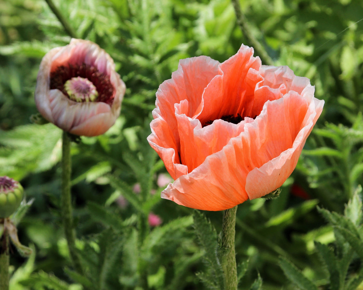 Mixed Colors Oriental Poppy Papaver Orientale Flower Seeds – photo 13