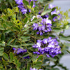 10 TEXAS Mountain LAUREL Sophora Secundiflora Mescal Tree Purple Flower Seeds