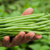 French Blue Lake Pole Bean Phaseolus Vulgaris Vegetable Seeds