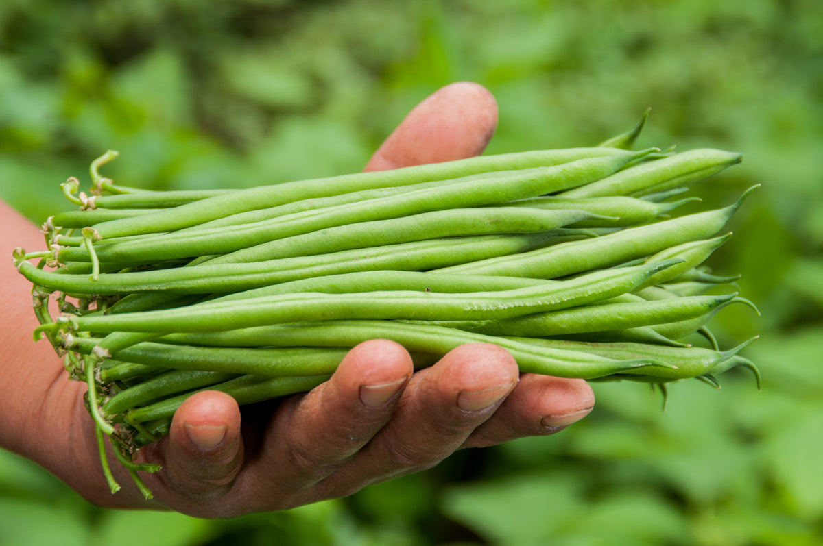 French Blue Lake Pole Bean Phaseolus Vulgaris Vegetable Seeds