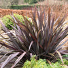 10 Purple NEW ZEALAND FLAX Phormium Tenax Purpureum Ornamental Grass Flower Seeds
