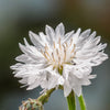 750 White BACHELOR'S BUTTON / CORNFLOWER Centaurea Cyanus Flower Seeds