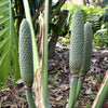 5 Organic SPLIT LEAF PHILODENDRON Monstera Deliciosa Swiss Cheese Plant Vine Seeds