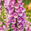 1000 PINK FOXGLOVE Digiitalis Purpurea Flower Seeds
