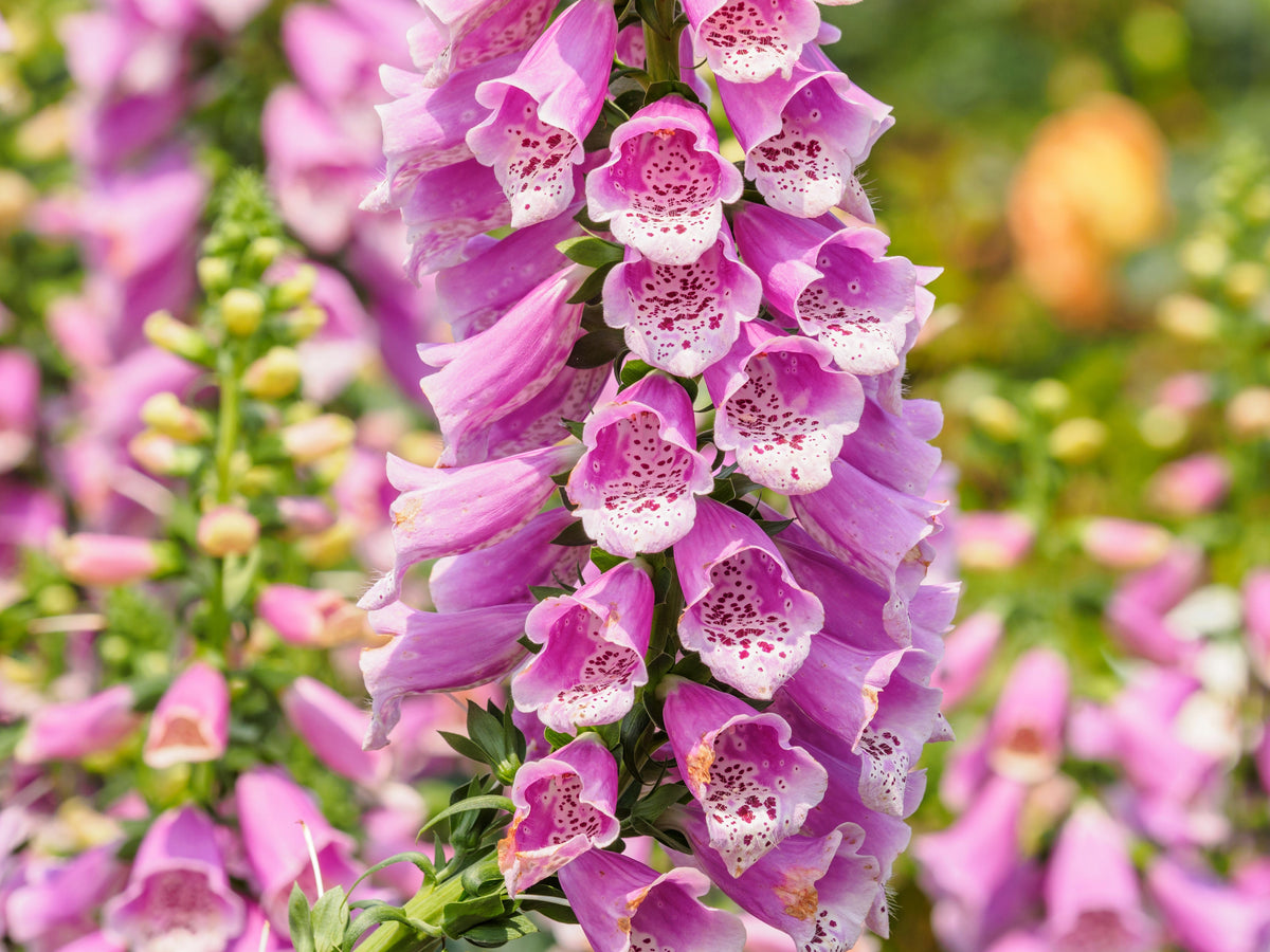 Pink & Purple Mix Foxglove Digitalis Flower Seeds – photo 10